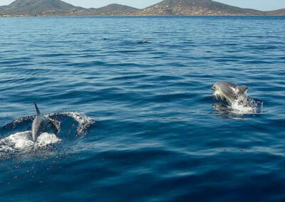 Escursioni Asinara avvistamento delfini in barca a vela