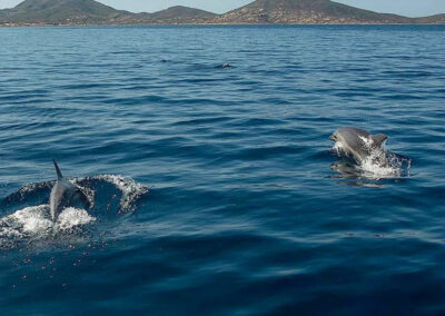 delfini nelle acque del parco dell'asinara