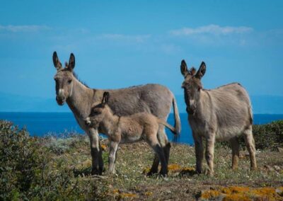 Asinara National Park Sardinia - The animals of the island